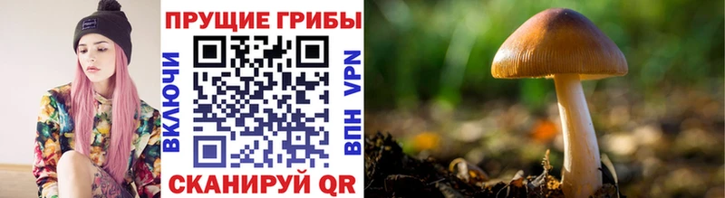 Галлюциногенные грибы Psilocybe  Первоуральск 